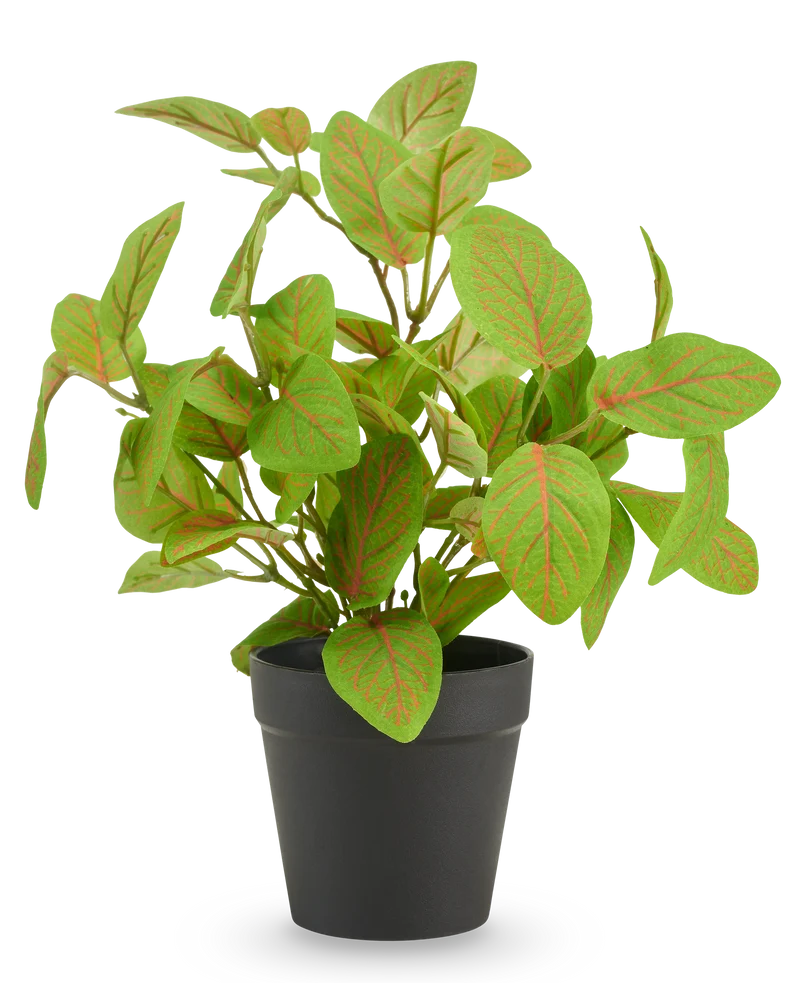 Künstliche Fittonia im Topf 25 cm UV