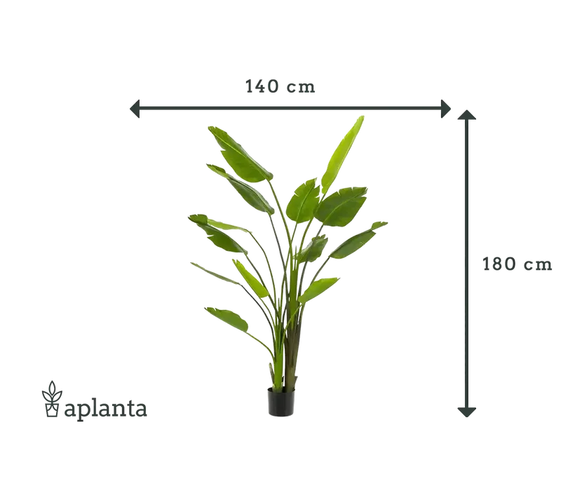Künstliche Strelitzia - Colin | 180 cm