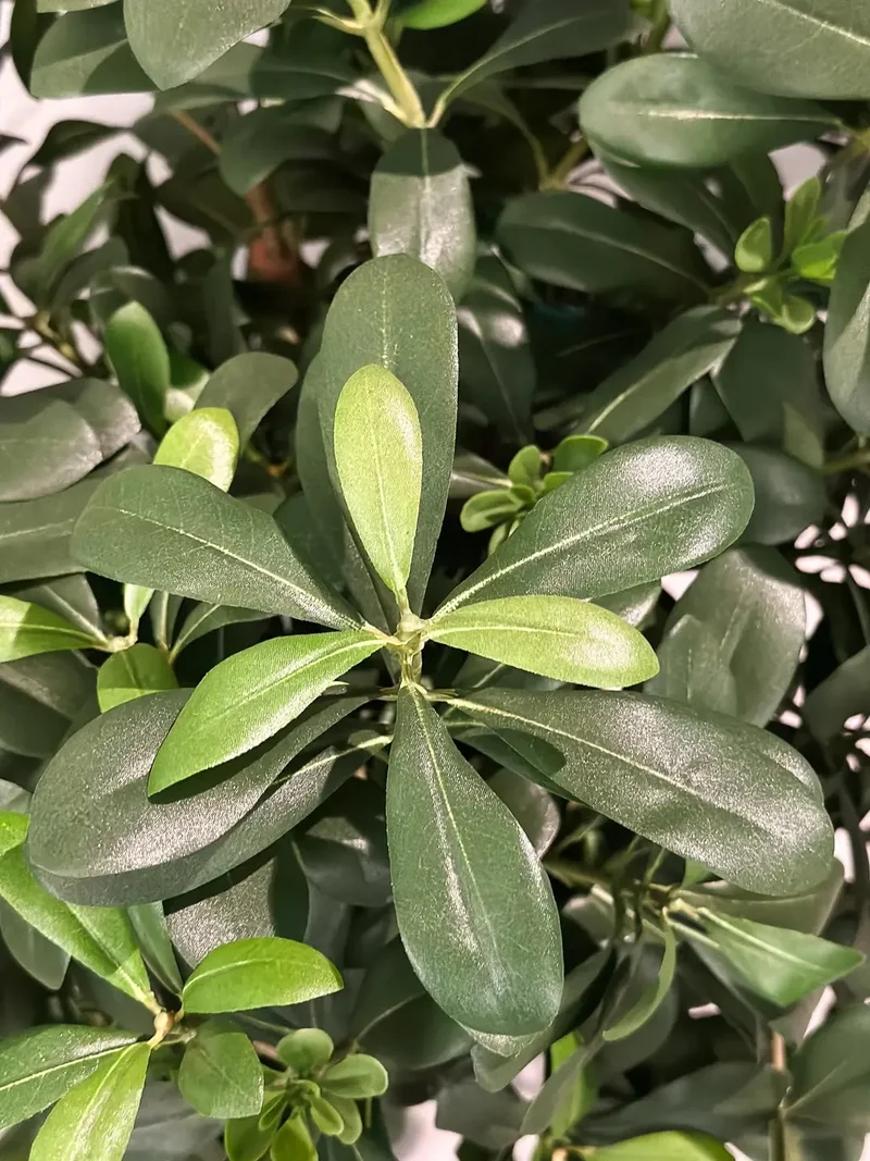 Künstlicher Pittosporum - Pierre | 120 cm