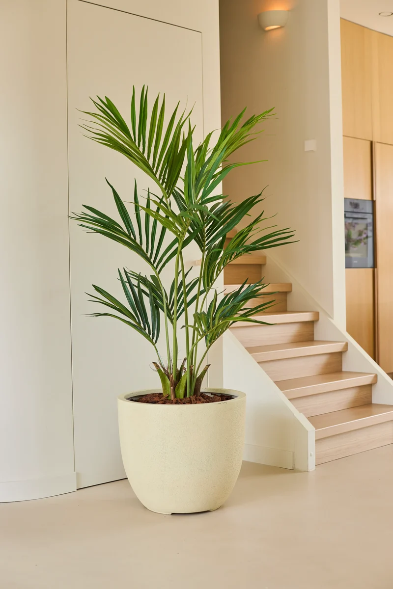 Kunstplant Kentia Palm 150 cm