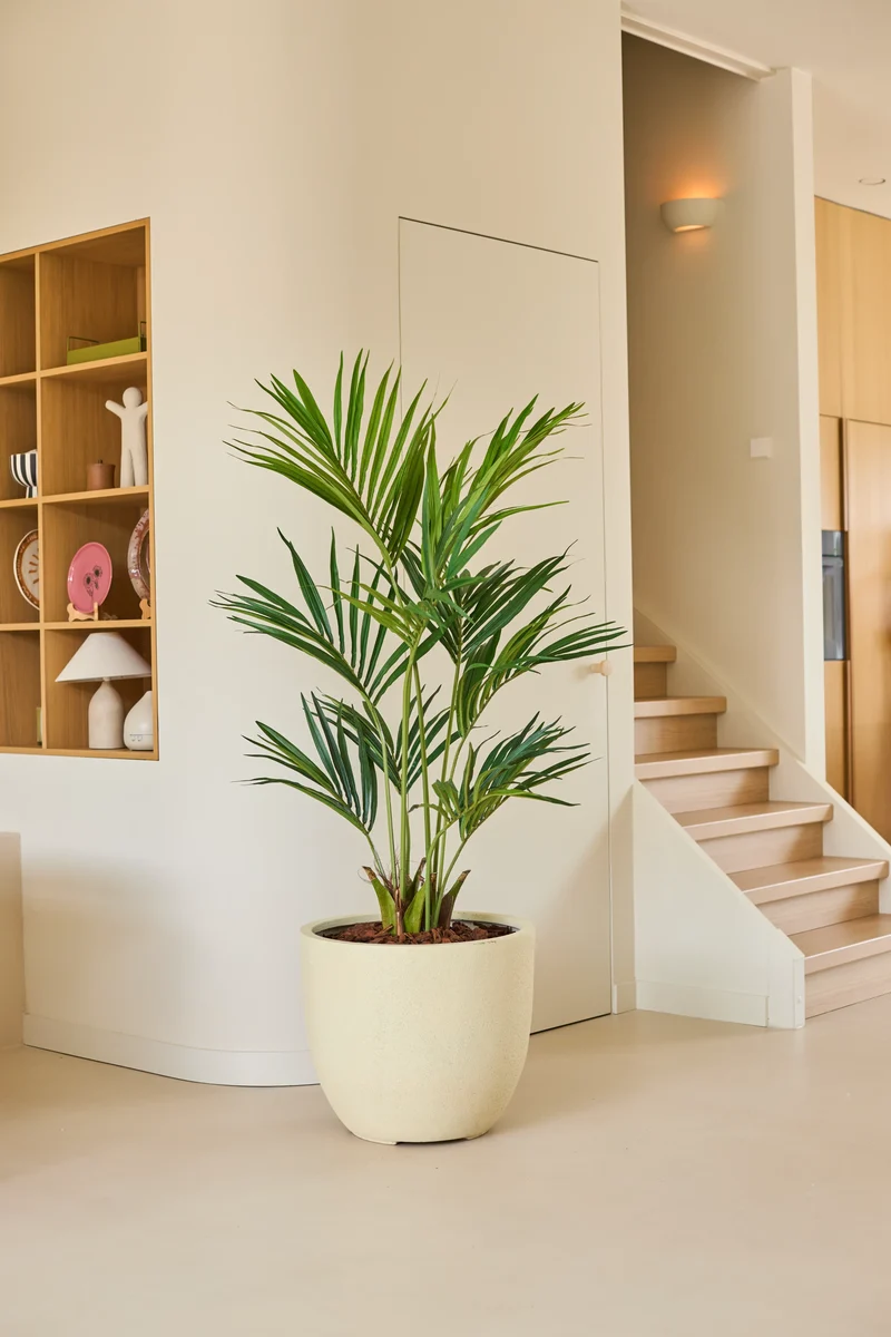 Kunstplant Kentia Palm 150 cm