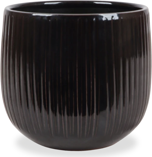 Amazing Aglaonemas - Töpfe Luxurious