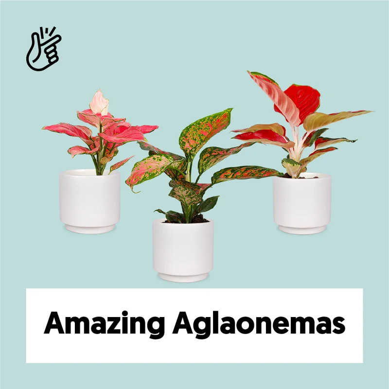 Amazing Aglaonemas