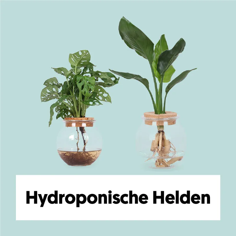 Hydroponische Helden