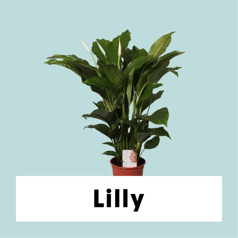 Spathiphyllum lauretta (Einblatt) (M)