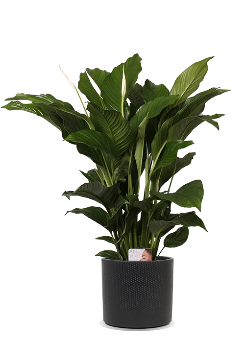 Spathiphyllum lauretta (Einblatt) (M)