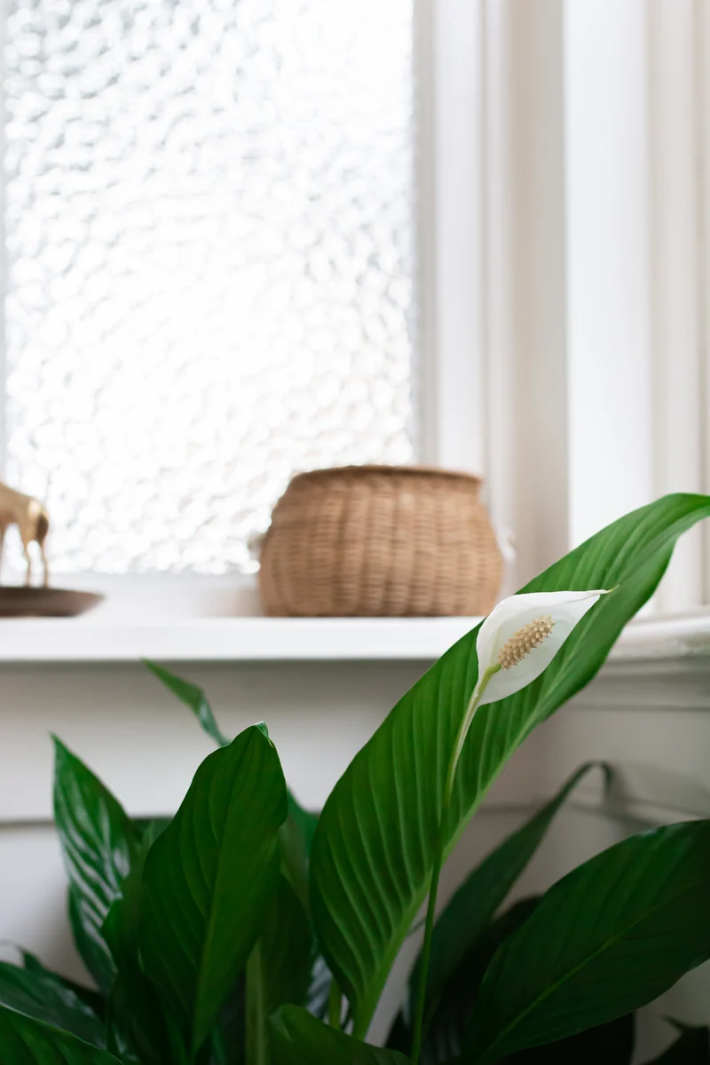 Spathiphyllum lauretta (Einblatt) (M)