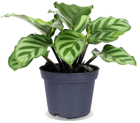 Calathea freddie (Korbmarante) (XS)
