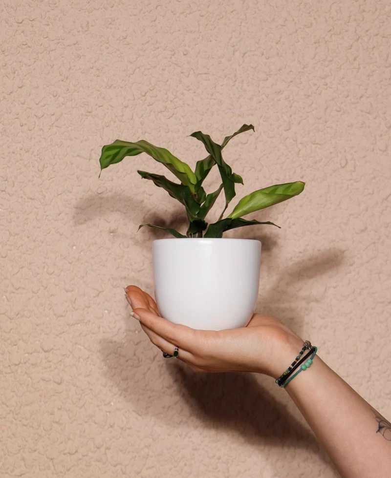 Calathea freddie (Korbmarante) (XS)