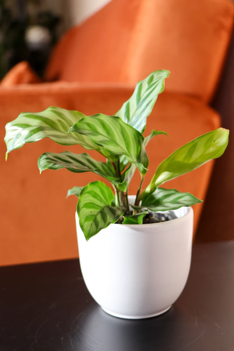 Calathea freddie (Korbmarante) (XS)