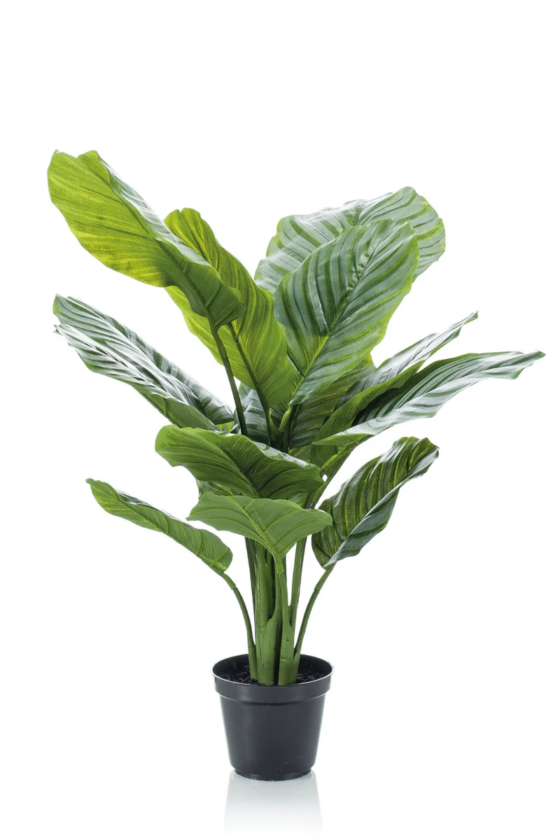 Calathea Kunstpflanze 60cm
