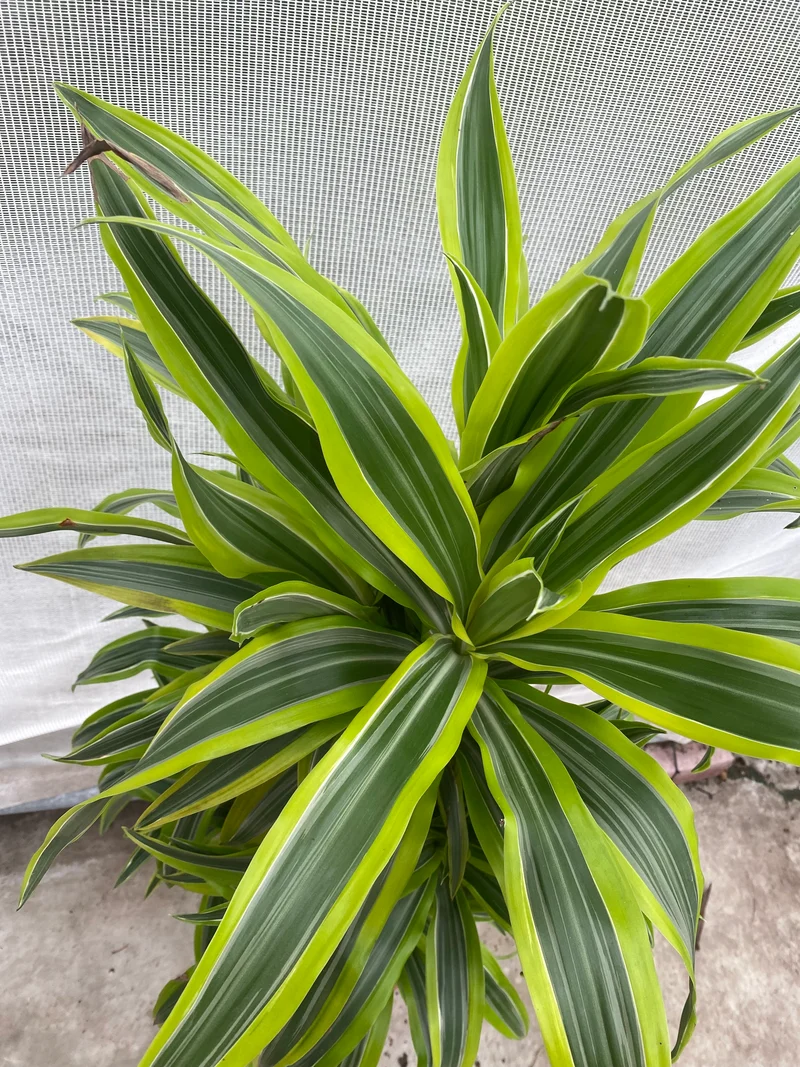 Dracaena lemon lime verzweigter Stamm (Groggy Zweige)