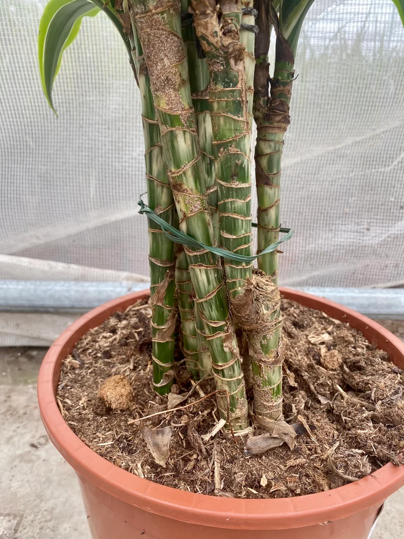 Dracaena lemon lime verzweigter Stamm (Groggy Zweige)