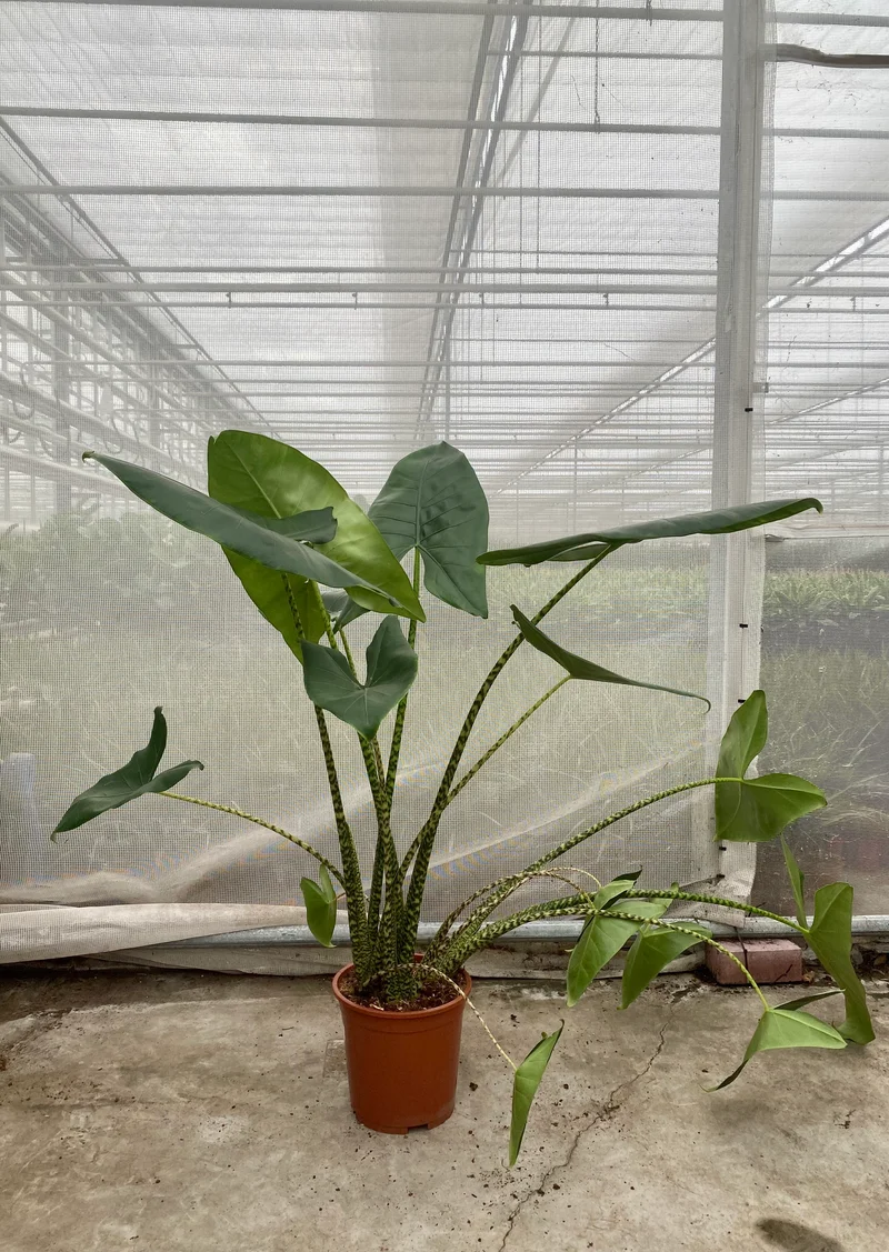Alocasia zebrina (Groggy Zweige)