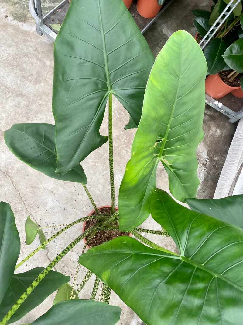 Alocasia zebrina (Groggy Zweige)