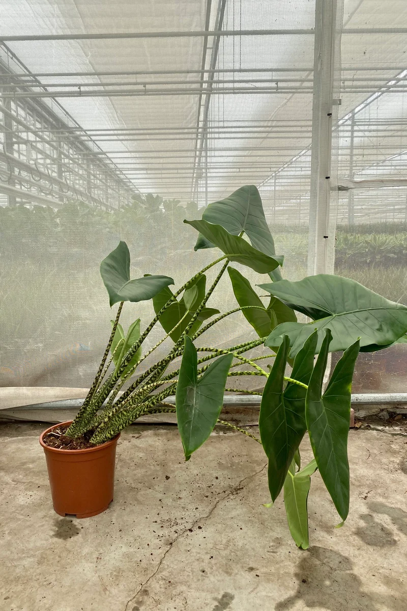 Alocasia zebrina (Groggy Zweige)