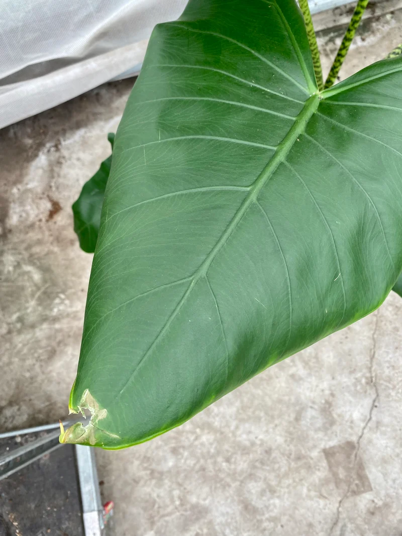 Alocasia zebrina (Groggy Zweige)