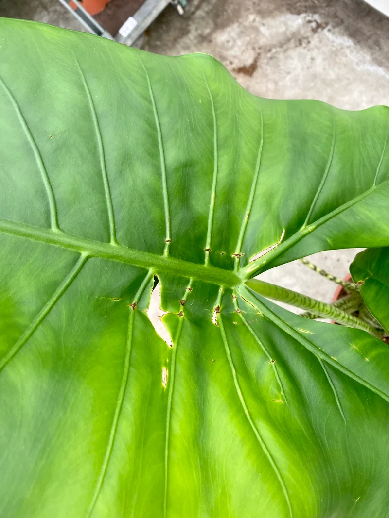 Alocasia zebrina (Groggy Zweige)