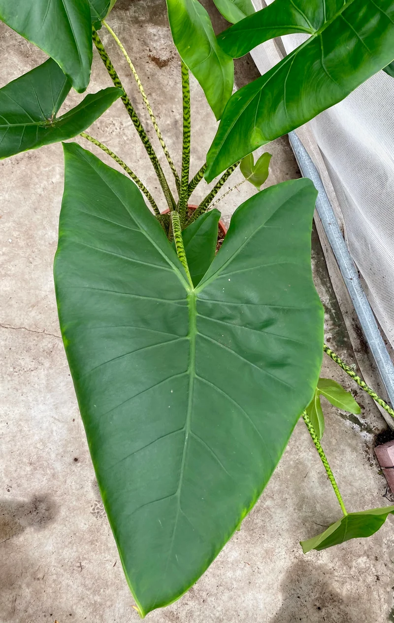 Alocasia zebrina (Groggy Zweige)