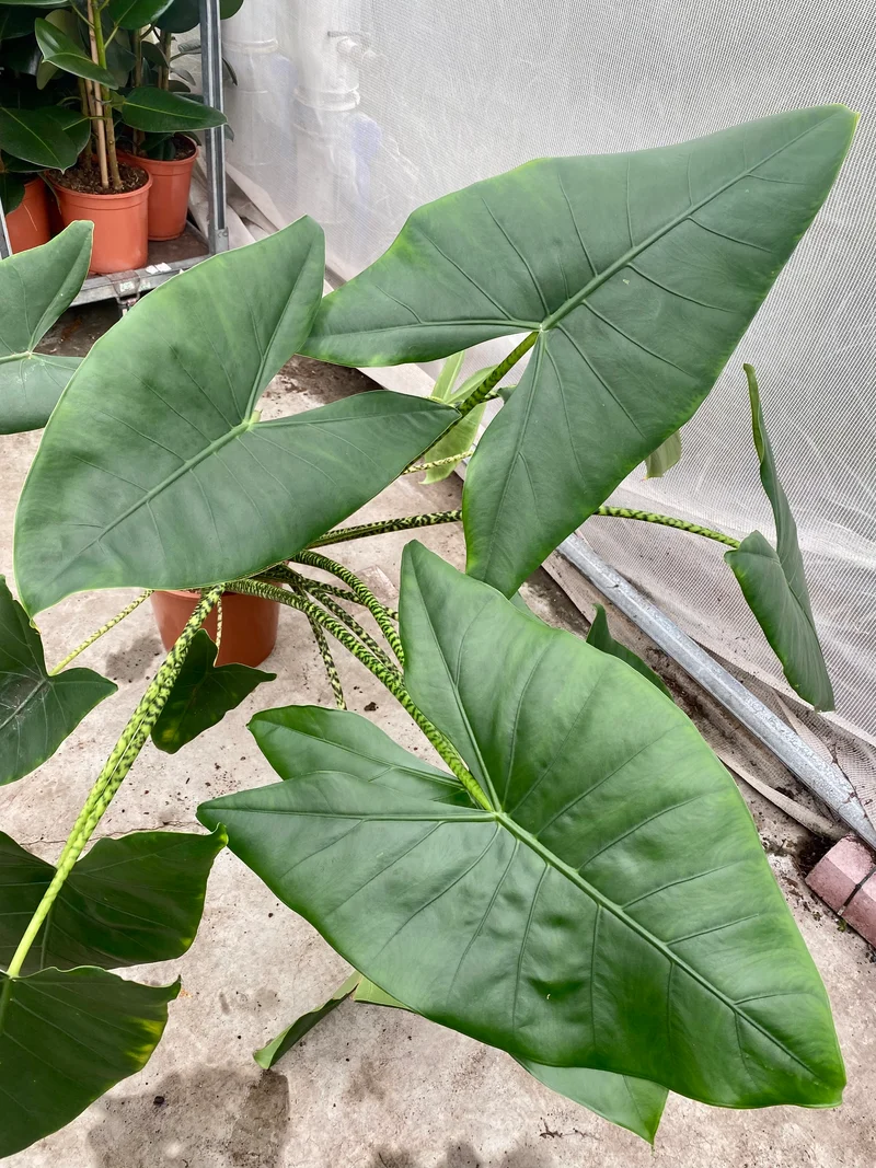 Alocasia zebrina (Groggy Zweige)