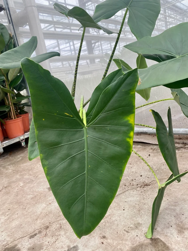 Alocasia zebrina (Groggy Zweige)