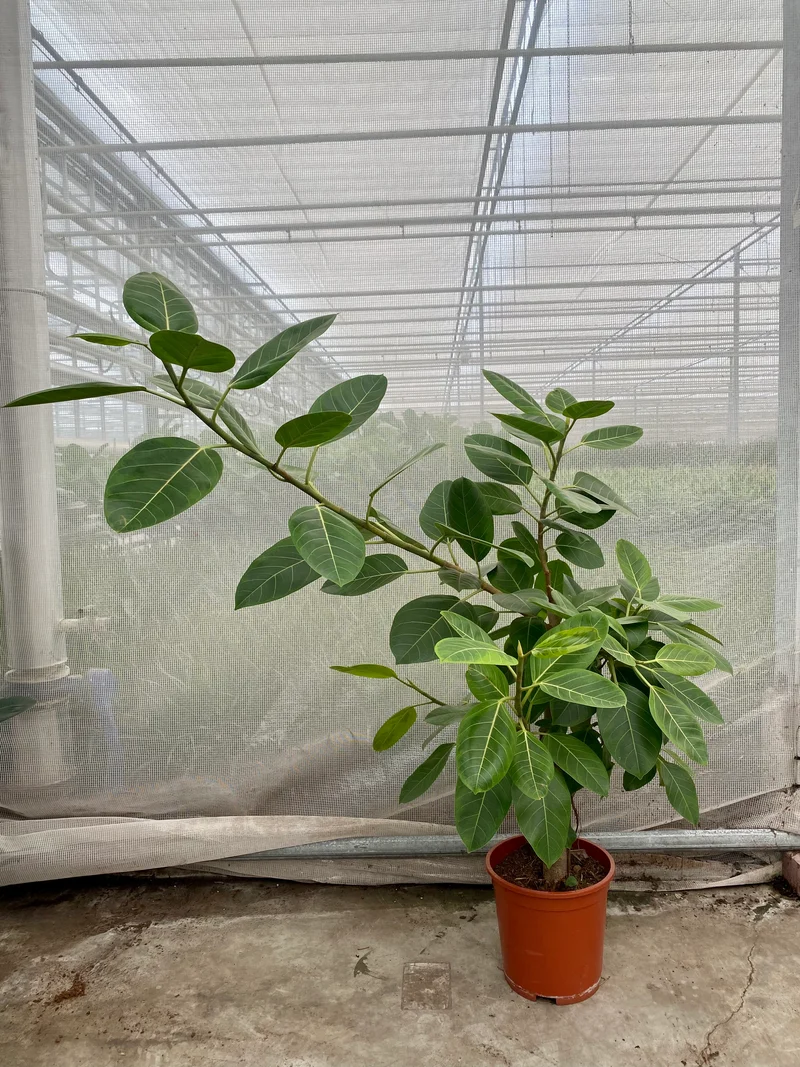 Ficus benghalensis altissima (Groggy Zweige)