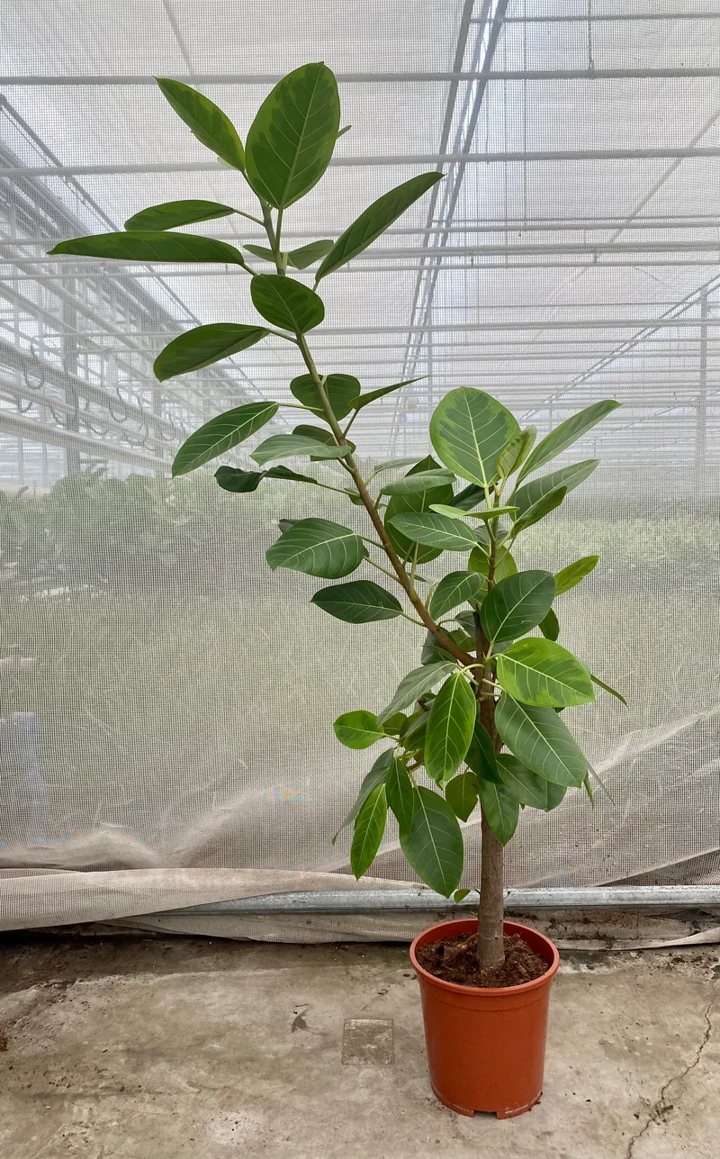 Ficus benghalensis altissima (Groggy Zweige)