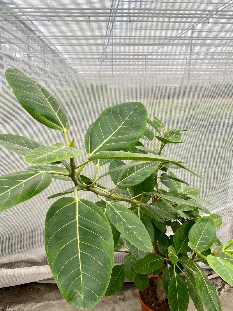 Ficus benghalensis altissima (Groggy Zweige)