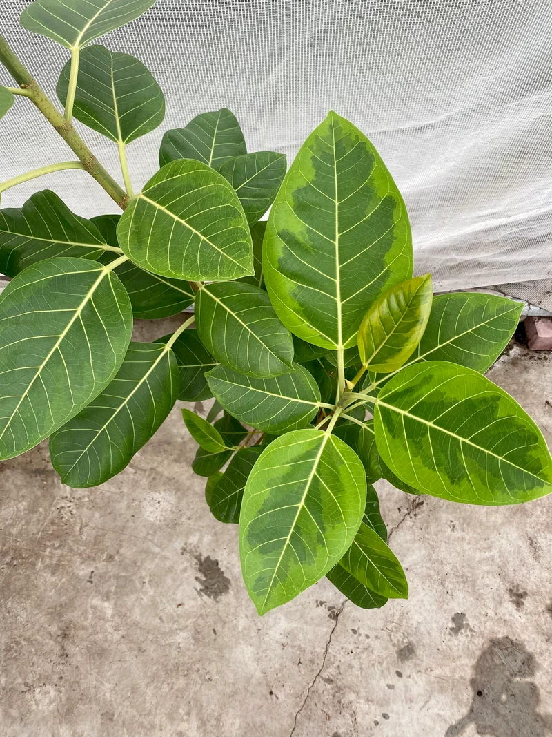 Ficus benghalensis altissima (Groggy Zweige)