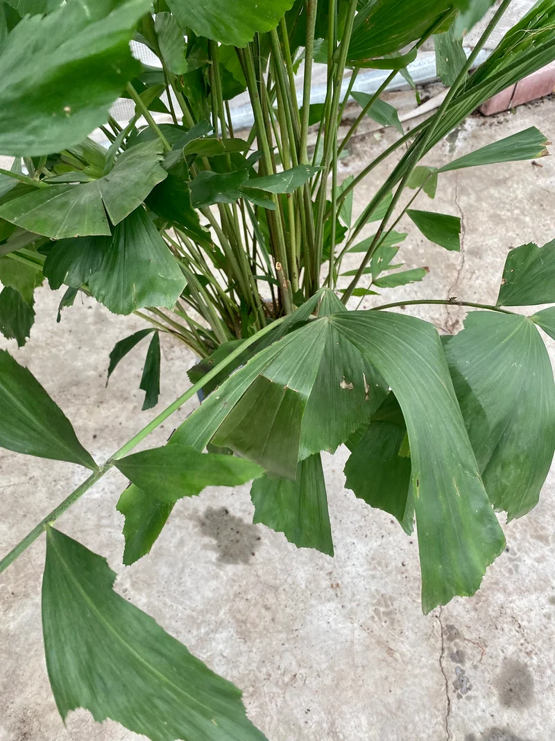 Caryota mitis (Groggy Zweige)