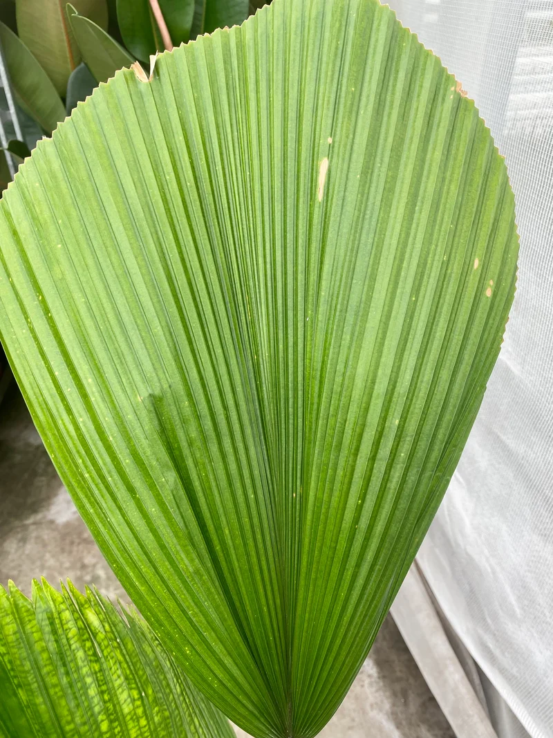 Licuala grandis (Groggy Zweige)