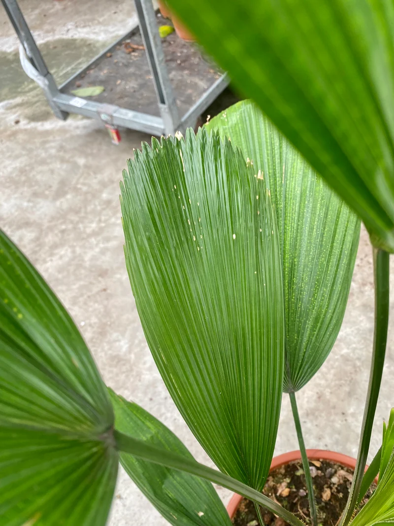 Licuala grandis (Groggy Zweige)