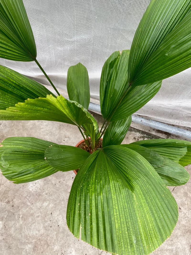 Licuala grandis (Groggy Zweige)