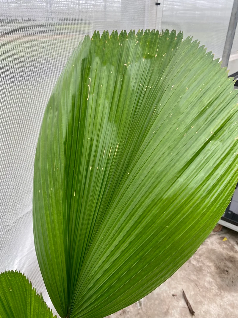 Licuala grandis (Groggy Zweige)