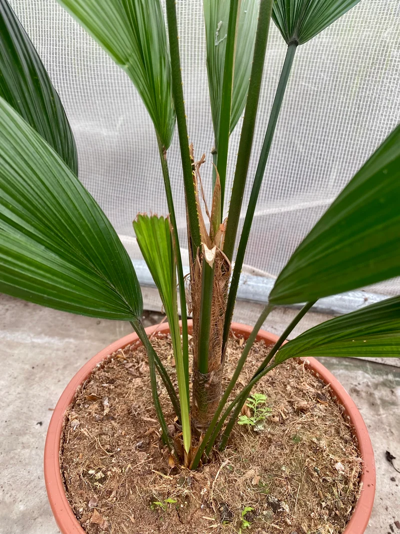 Licuala grandis (Groggy Zweige)