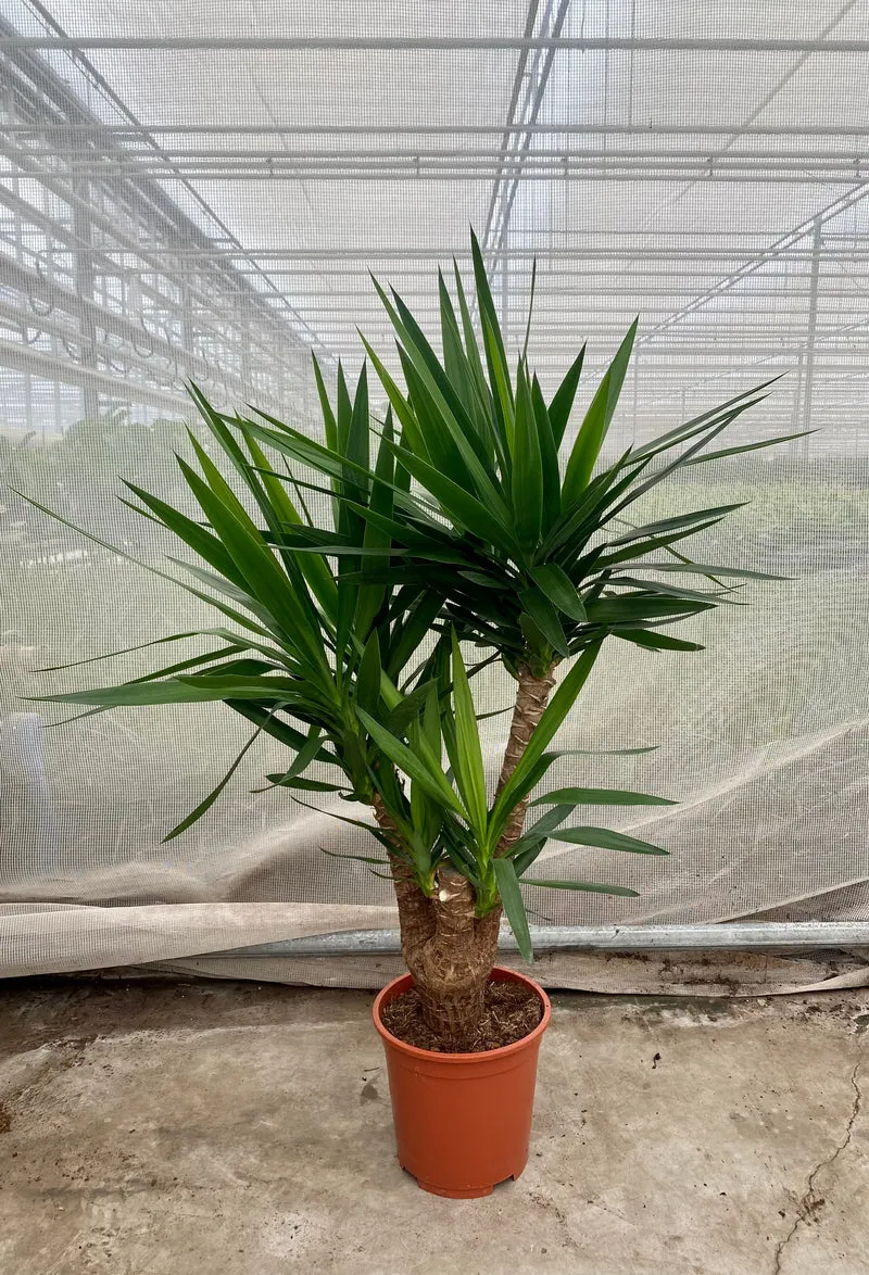 Yucca verzweigter Stamm (Groggy Zweige)