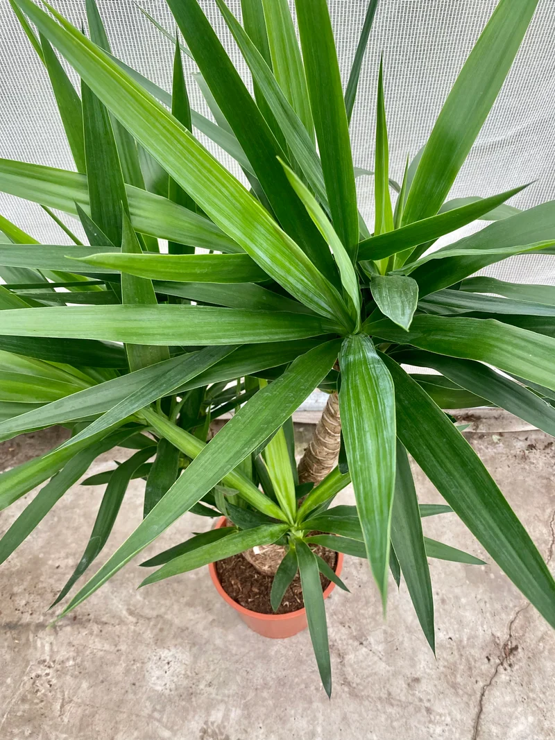 Yucca verzweigter Stamm (Groggy Zweige)