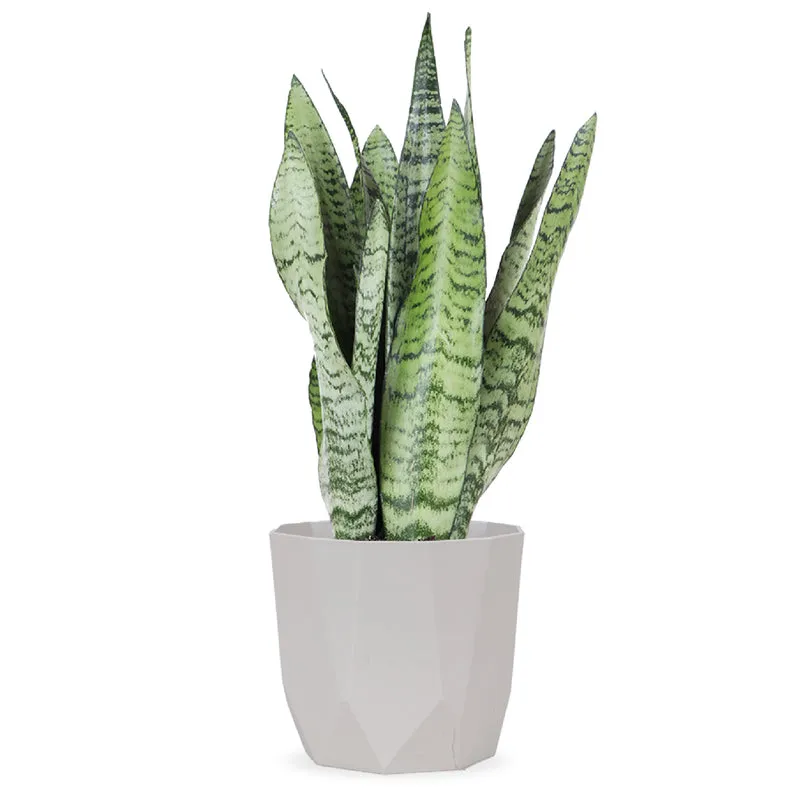 Sansevieria zeylanica (Bogenhanf) (S)