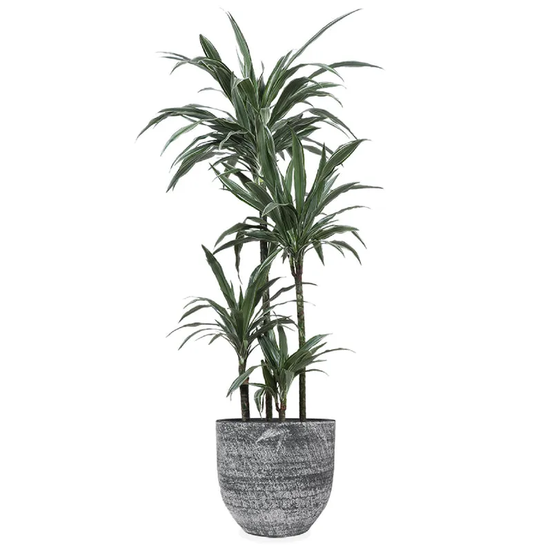 Dracaena Warneckei (Drachenbaum) (XL)
