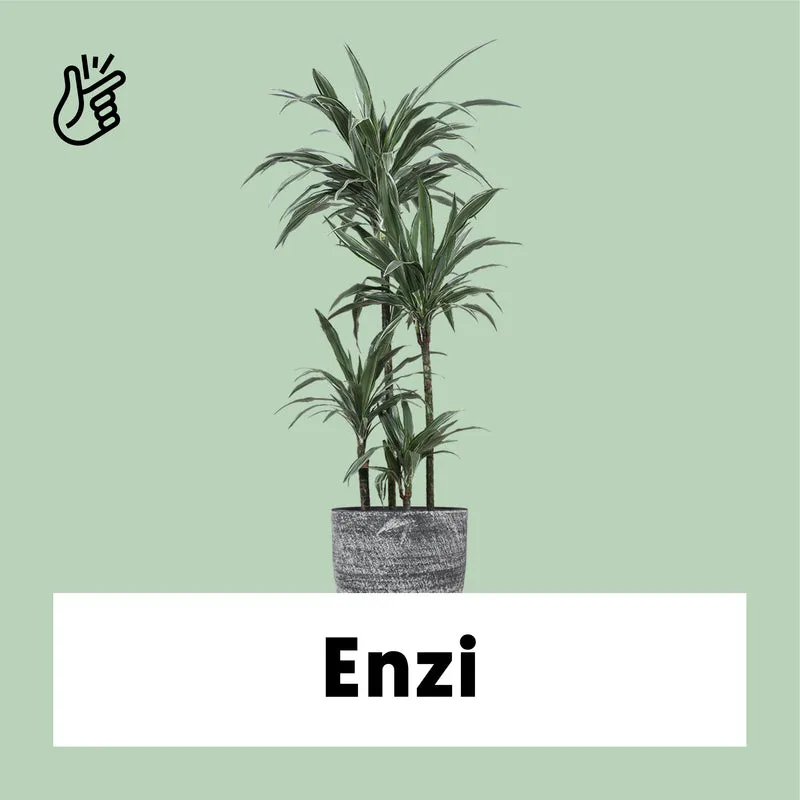 Dracaena Warneckei (Drachenbaum) (XL)