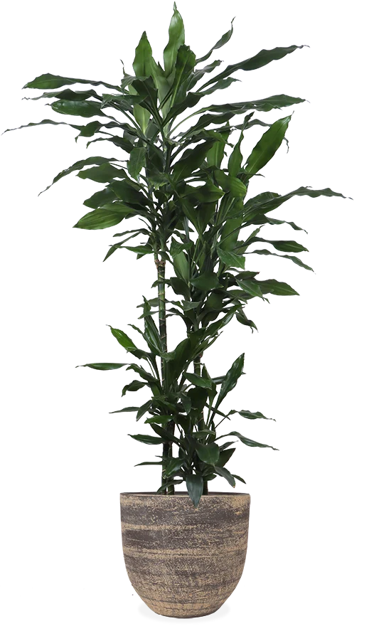 Dracaena janet lind (Drachenbaum) (XL)