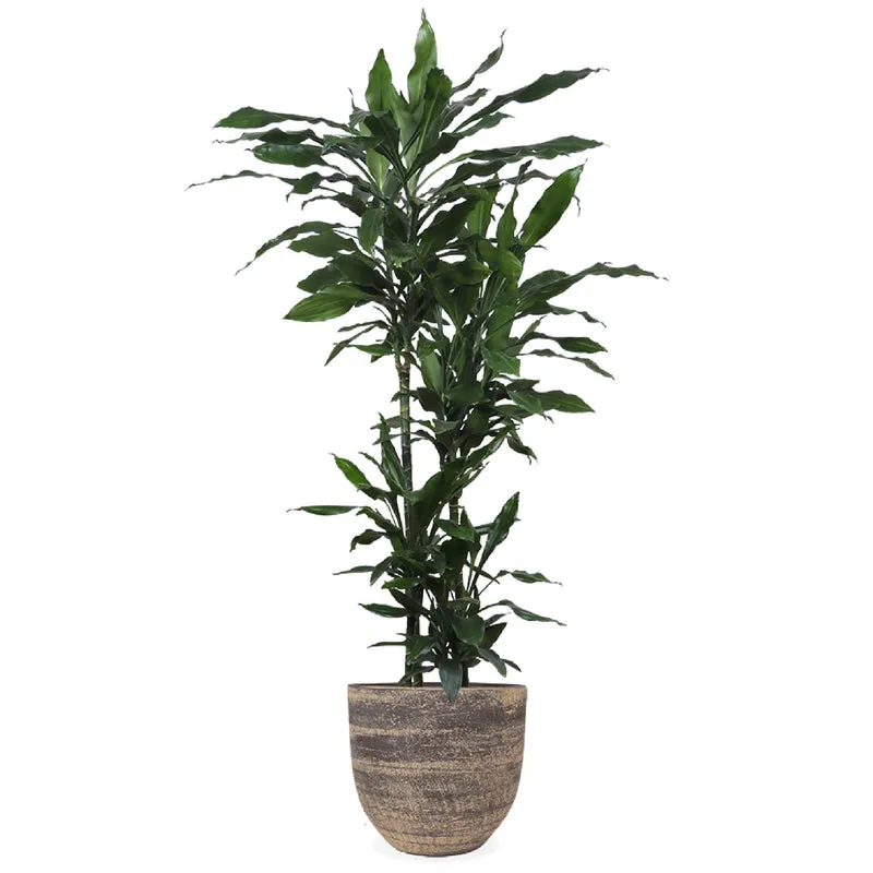 Dracaena janet lind (Drachenbaum) (XL)