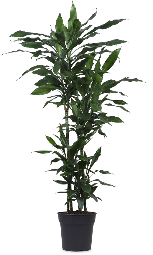 Dracaena janet lind (Drachenbaum) (XL)