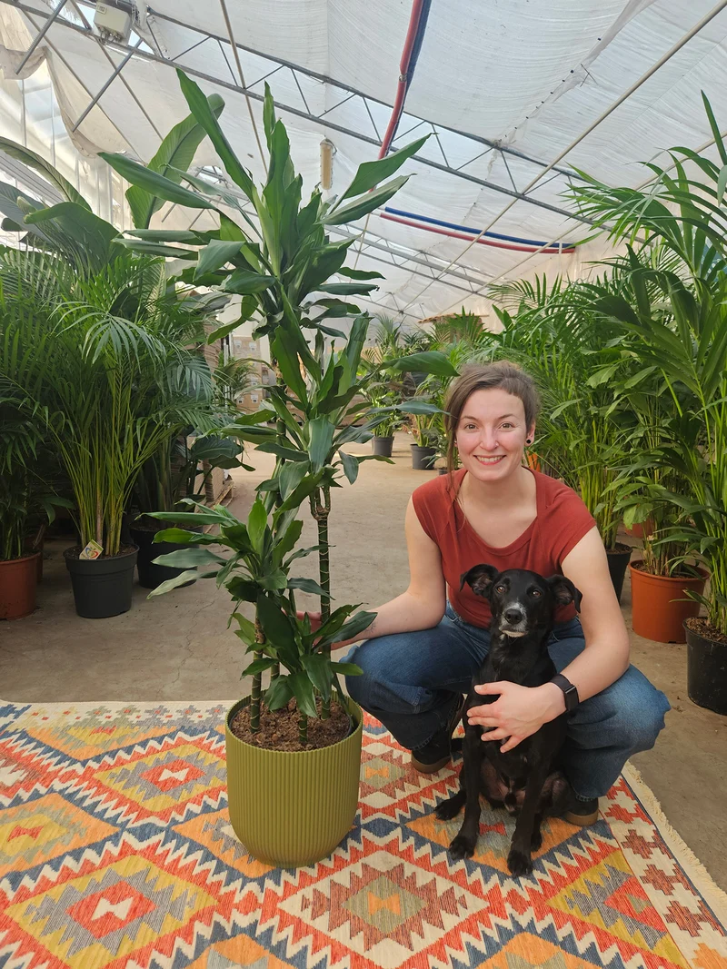 Dracaena janet lind (Drachenbaum) (XL)