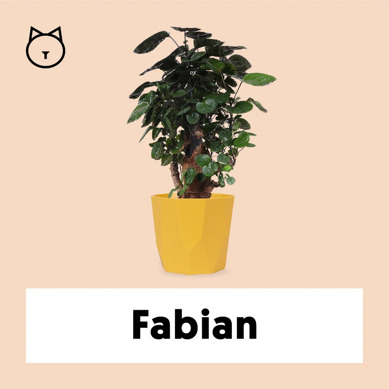 Polyscias fabian bonsai (Fiederaralie) (S)