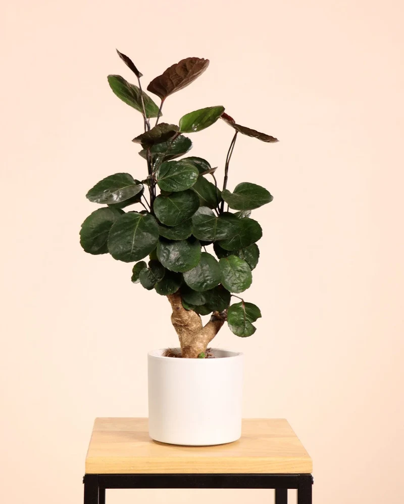 Polyscias fabian bonsai (Fiederaralie) (S)
