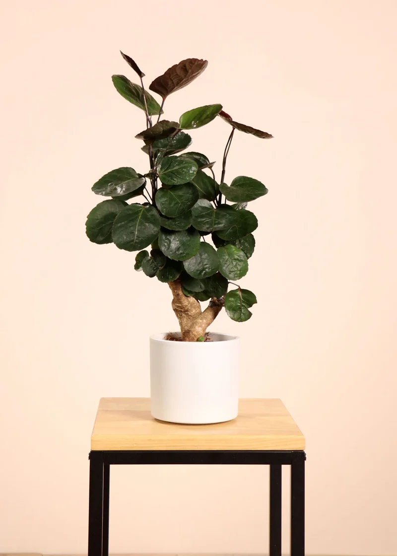 Polyscias fabian bonsai (Fiederaralie) (S)