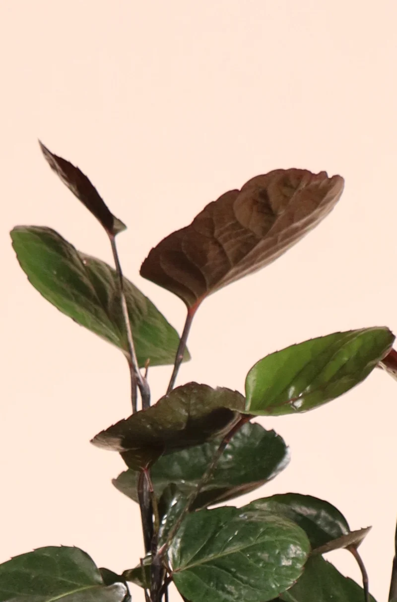 Polyscias fabian bonsai (Fiederaralie) (S)