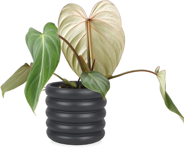 Philodendron Gloriosum