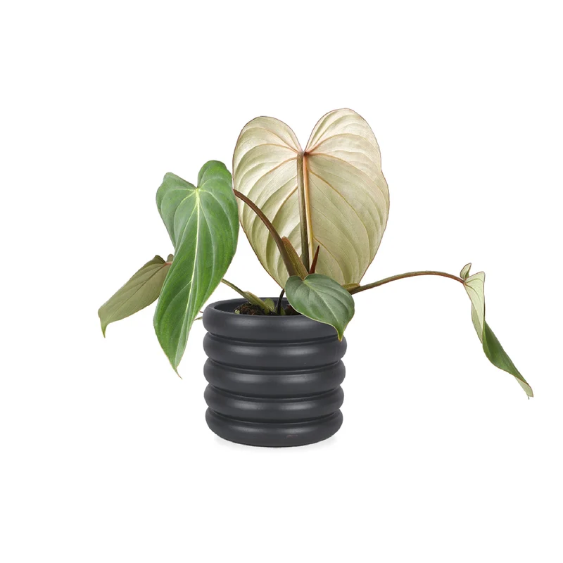 Philodendron Gloriosum